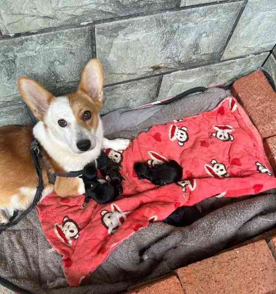 泰迪与梗犬（小巧可爱、活泼机灵，宠爱你的心）