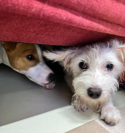 泰迪与梗犬（小巧可爱、活泼机灵，宠爱你的心）