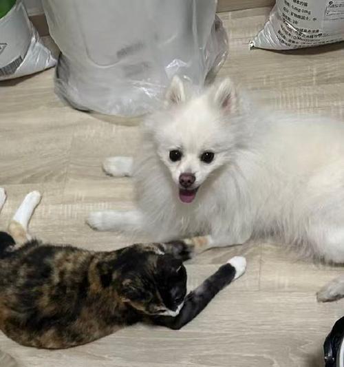泰迪与梗犬（小巧可爱、活泼机灵，宠爱你的心）