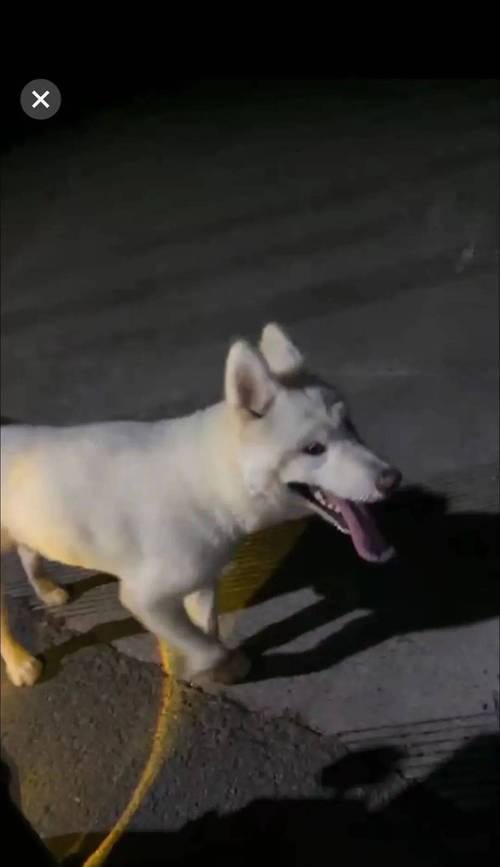 萨摩耶拒食训练（以萨摩耶学会三点拒食方法，守护它的健康。）