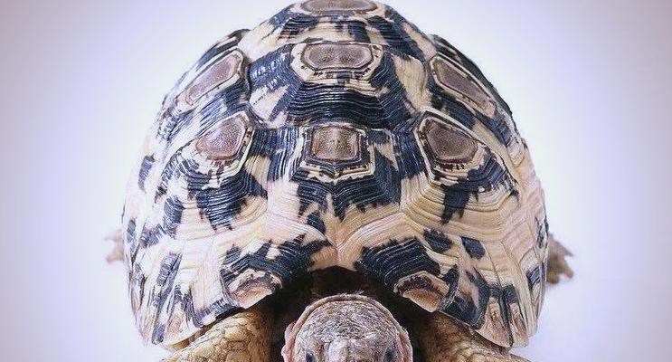 陆龟开放（一探陆龟开放的独特魅力，领略自然之美）