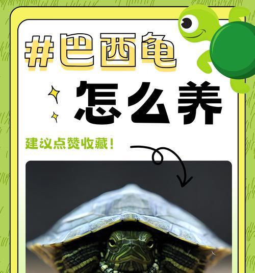 陆龟开放（一探陆龟开放的独特魅力，领略自然之美）