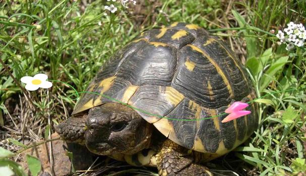 陆龟开放（一探陆龟开放的独特魅力，领略自然之美）
