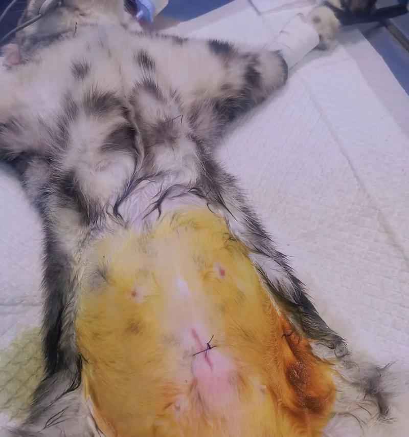 母猫绝育手术陪护全攻略｜7-10天关键恢复期