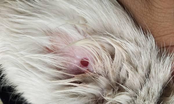 云南白药可以给猫咪外涂吗？（了解云南白药的使用方法和注意事项，保护猫咪的健康）