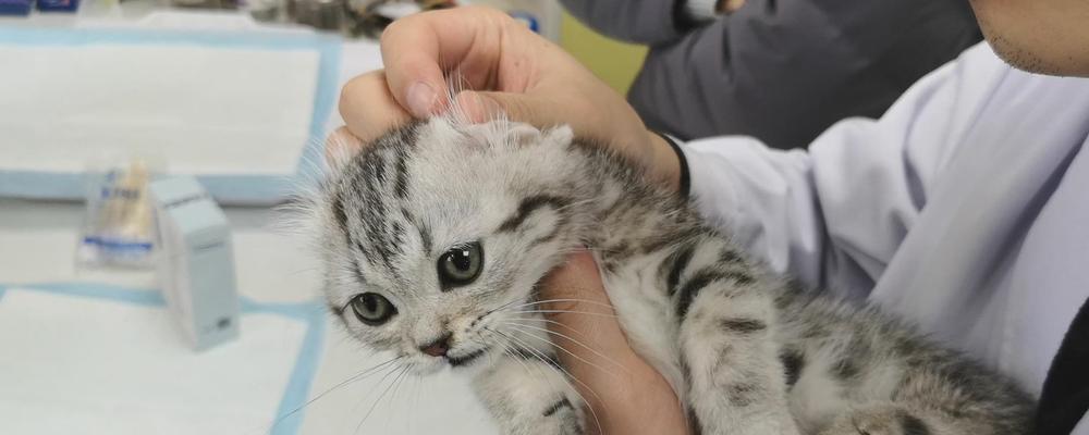 云南白药可以给猫咪外涂吗？（了解云南白药的使用方法和注意事项，保护猫咪的健康）