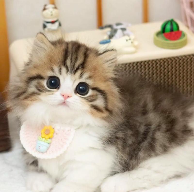 英国长毛猫与高地猫的区别（探索英国长毛猫和高地猫的特征和个性）