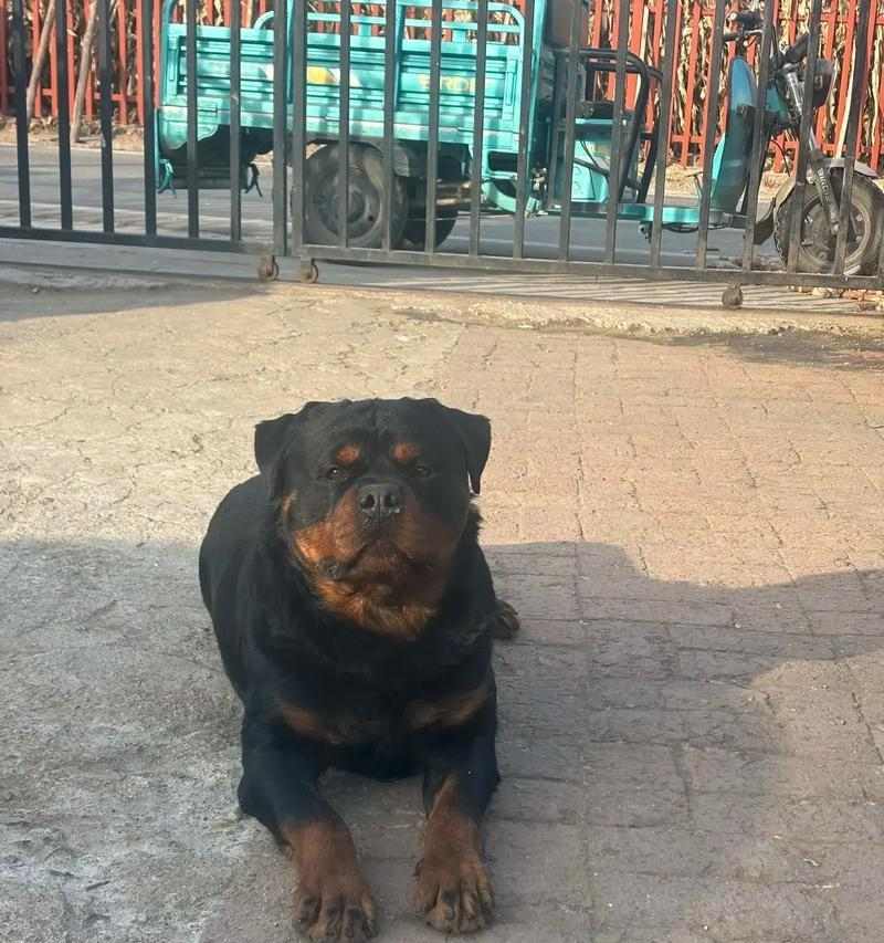 接受罗威纳的缺点，尽享宠物生活的乐趣（养罗威纳，忠诚与挑战并存）