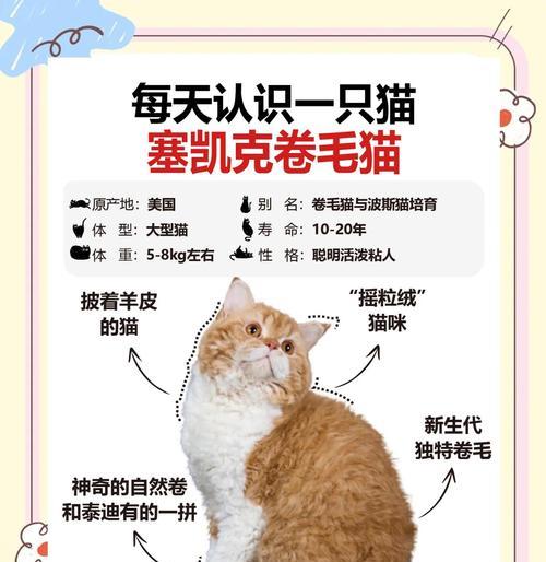 英国长毛猫与高地猫的区别（探索英国长毛猫和高地猫的特征和个性）