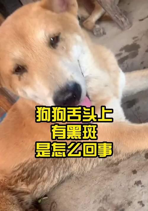 为什么黑舌头的狗比较凶？（探究黑舌头与狗犬性格的关系）