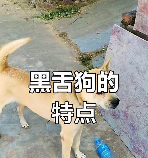 为什么黑舌头的狗比较凶？（探究黑舌头与狗犬性格的关系）