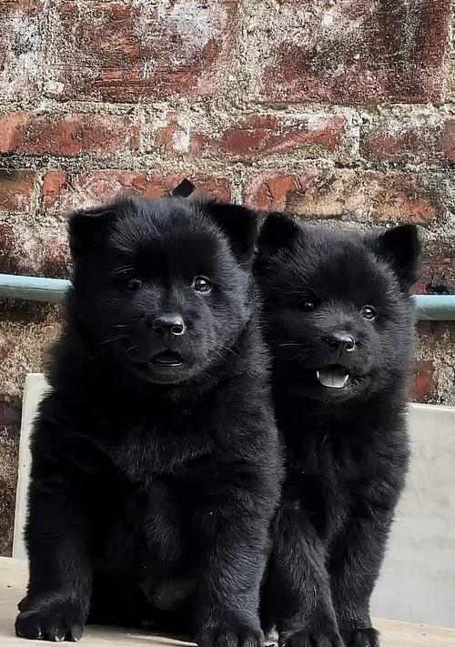 为什么黑舌头的狗比较凶？（探究黑舌头与狗犬性格的关系）