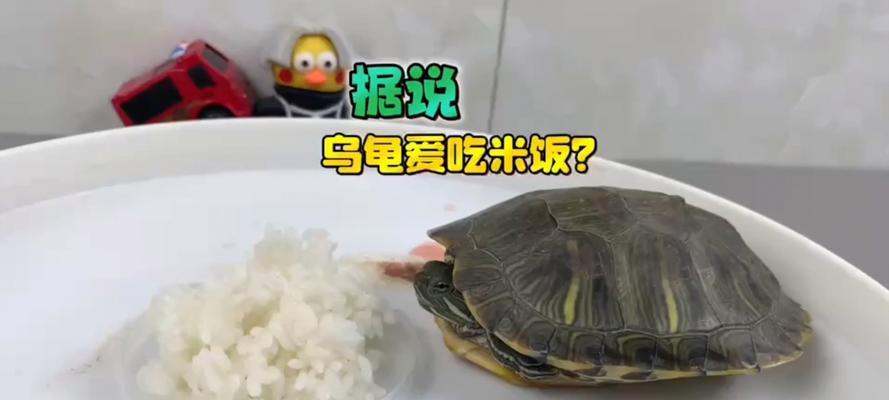 乌龟吃什么食物大全｜营养需求解析全攻略