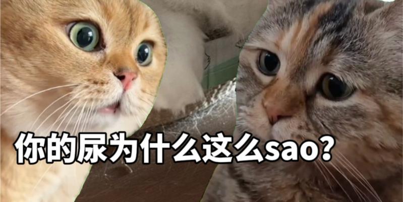 猫的自我意识（探索猫咪的意识及自我认知能力）