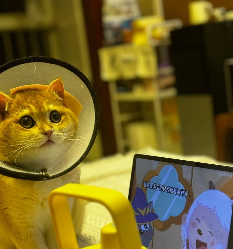 猫的自我意识（探索猫咪的意识及自我认知能力）