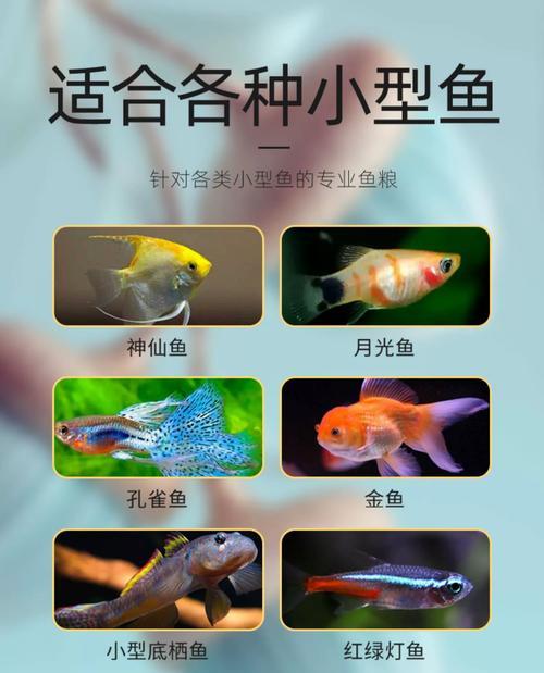 金鱼食的喂养技巧（金鱼食怎么喂？了解这些）