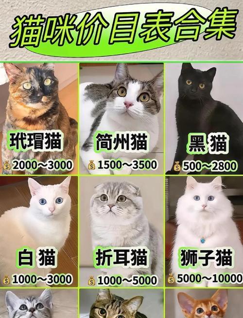 猫咪性格特征大揭秘（探寻猫咪的天性与行为习性，让你更了解你的小伙伴）