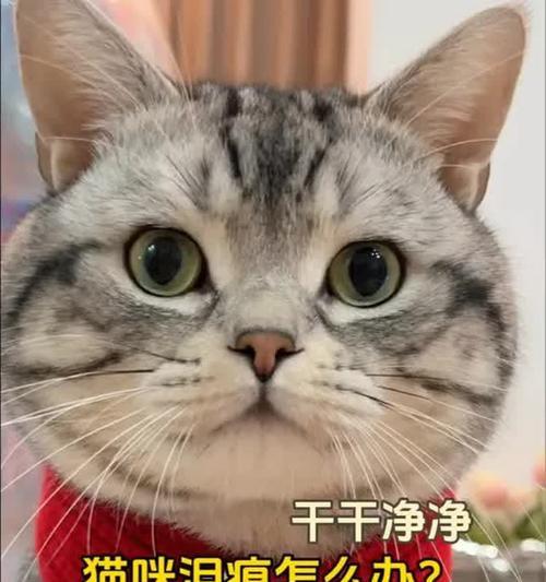 猫的眼睛清洁之道（了解猫眼清洁的重要性及正确方法）