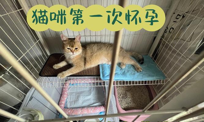 猫咪怀孕多久能生（猫咪妊娠周期及注意事项）