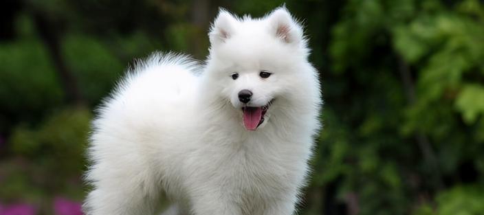 以萨摩耶的健康饮食（为你的萨摩耶提供美味和健康的食物选择）