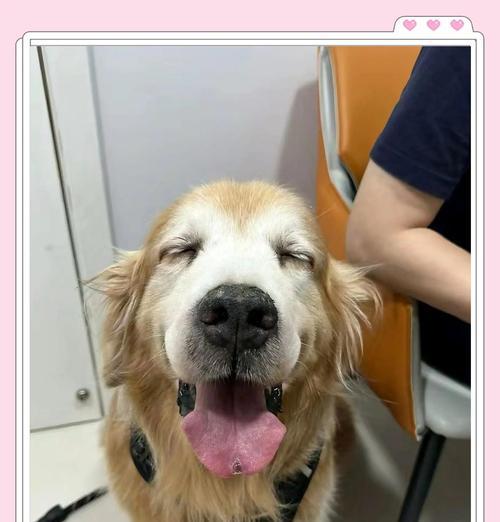 狗狗乳腺肿瘤的饮食管理（探索适合狗狗乳腺肿瘤患者的健康食谱）