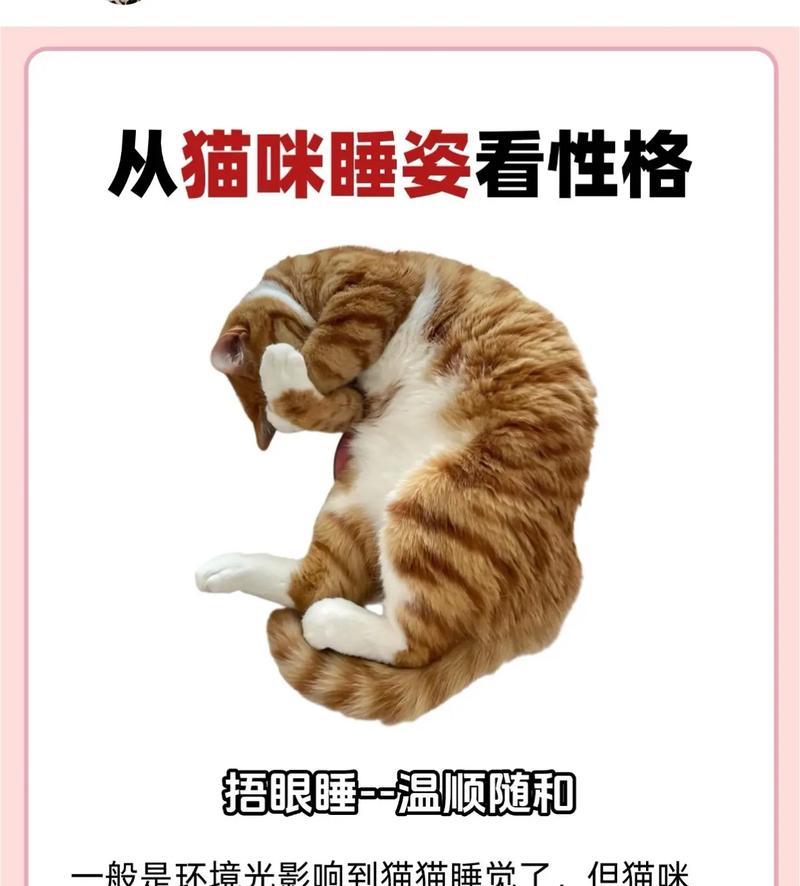猫咪性格特征解析｜养猫必备知识全攻略