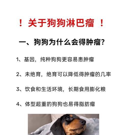 狗狗乳腺肿瘤的饮食管理（探索适合狗狗乳腺肿瘤患者的健康食谱）