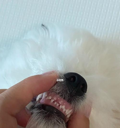幼犬长牙的情况及最佳照顾方法（了解幼犬长牙的时间和注意事项）