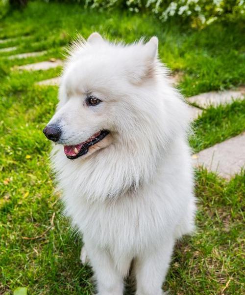 以萨摩耶的健康饮食（为你的萨摩耶提供美味和健康的食物选择）