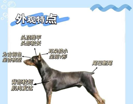 杜宾剪耳后的正确绑耳方法（保护耳朵健康，让宠物更迷人）