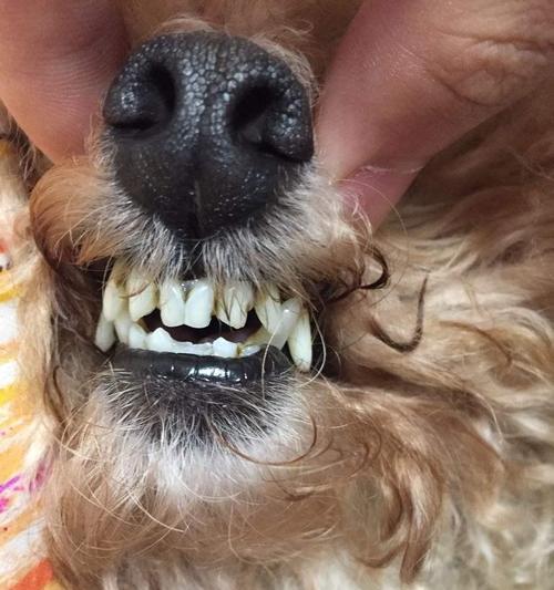 幼犬长牙的情况及最佳照顾方法（了解幼犬长牙的时间和注意事项）