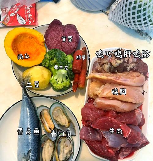 泰迪狗饮食指南｜适合食物与禁忌全解析