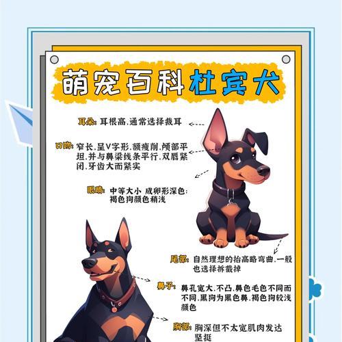 杜宾剪耳后的正确绑耳方法（保护耳朵健康，让宠物更迷人）