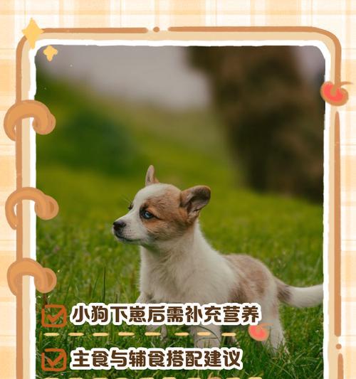 母狗产后恢复时间及注意事项（了解母狗产后恢复时间，保证母狗健康和幼犬成长）