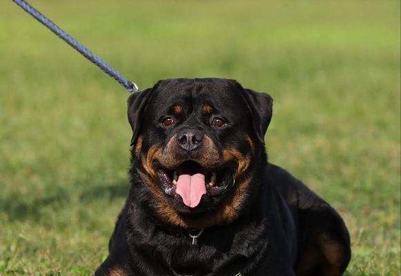 以罗威纳犬怀孕多久临产（详解罗威纳犬妊娠期及分娩过程，科学护理保障宝宝安全）