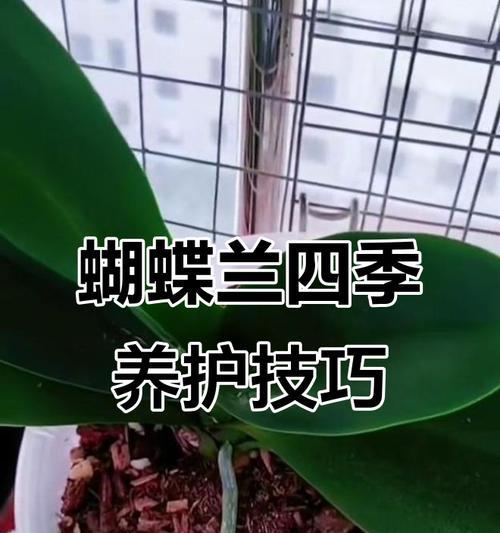 蝴蝶兰养殖全攻略