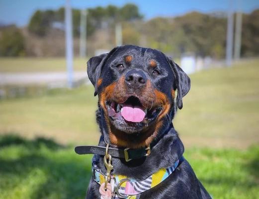 以罗威纳犬怀孕多久临产（详解罗威纳犬妊娠期及分娩过程，科学护理保障宝宝安全）