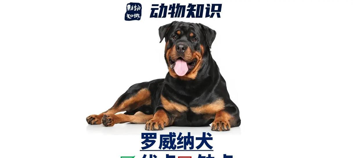 罗威纳犬怀孕临产详解全攻略
