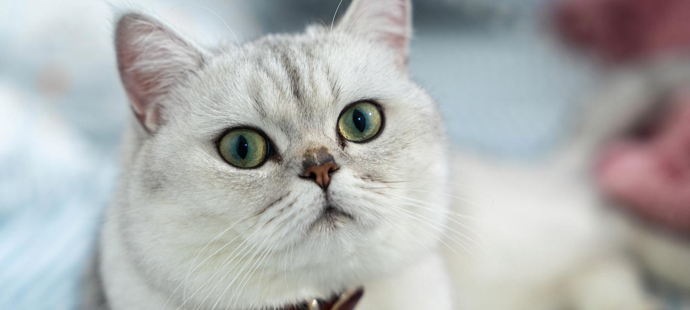 猫的夏天洗澡频率调整秘籍（让您的猫咪清爽舒适享受夏日阳光的关键）