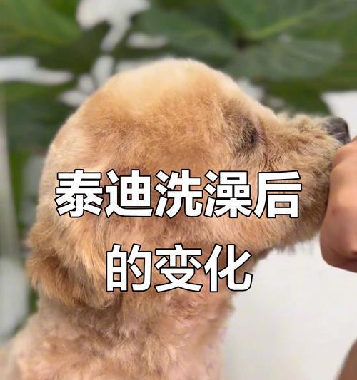 贵宾犬洗澡的最佳时间和频率（了解如何正确护理你的贵宾犬的皮肤和毛发）