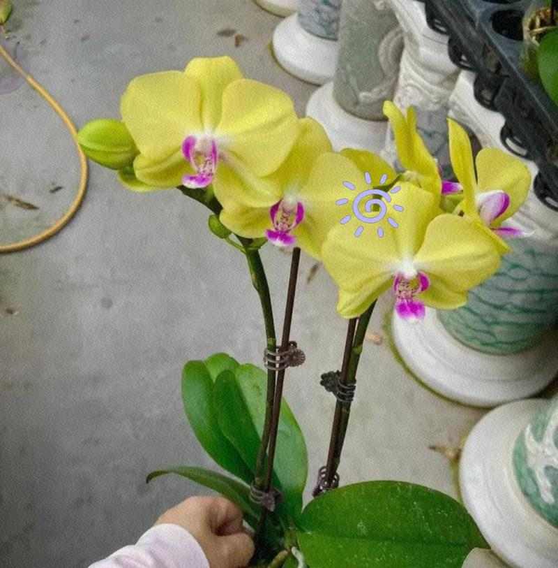 蝴蝶兰的养殖全面解读（从种植到护理，打造美丽花园中的明星植物）