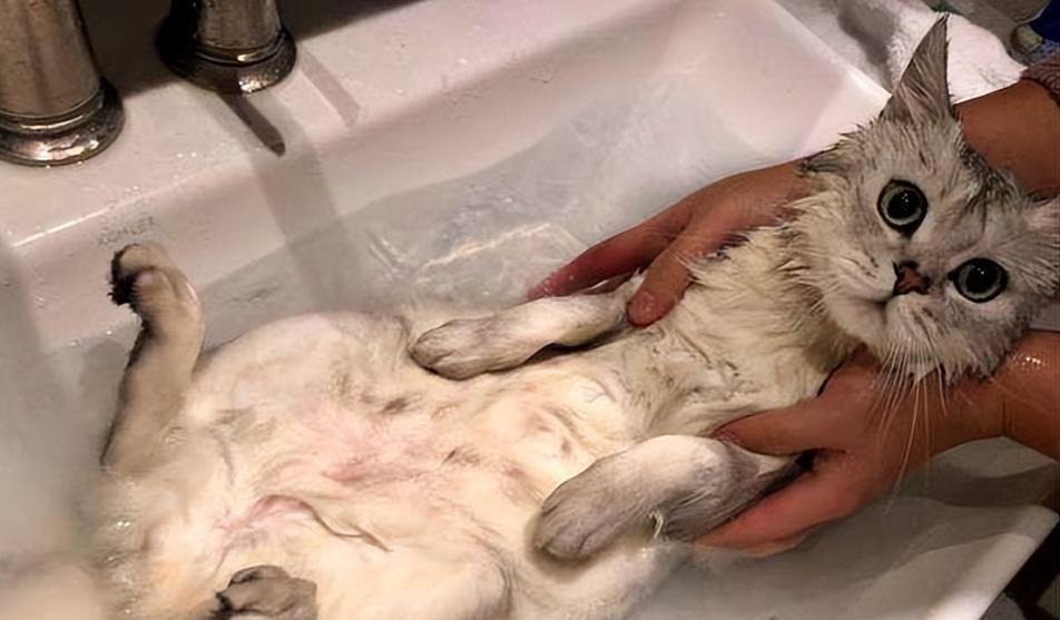 猫的夏天洗澡频率调整秘籍（让您的猫咪清爽舒适享受夏日阳光的关键）