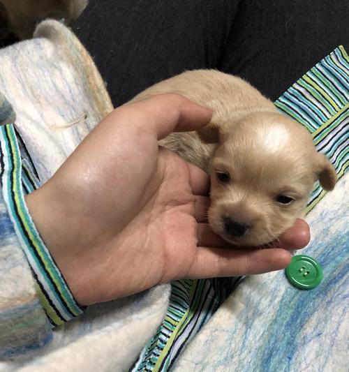 狗狗产仔周期（探究狗狗的生育周期，满足你的好奇心）