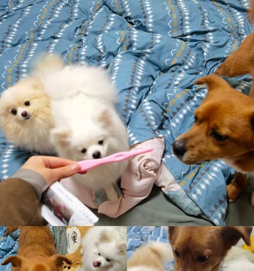 狗狗产仔周期（探究狗狗的生育周期，满足你的好奇心）