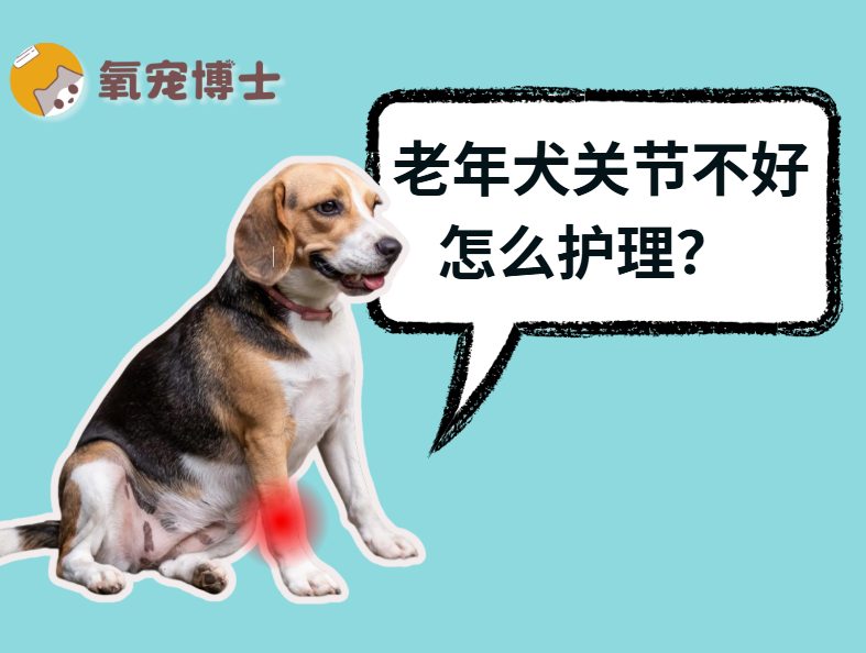 老年犬关节不好怎么护理？