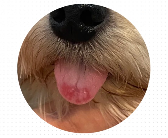 狗狗舌头溃疡
