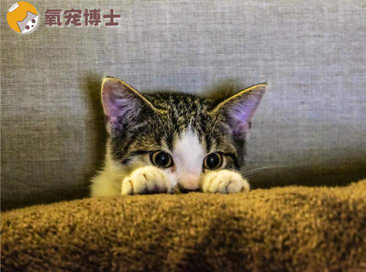 猫咪搬家应激自救指南