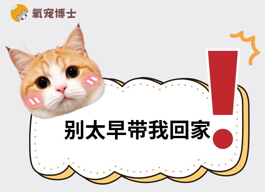 小猫多大带回家比较合适？