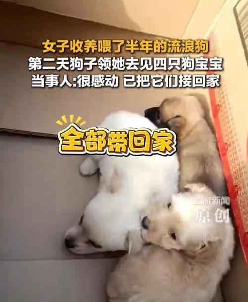 从流浪到幸福家庭，如何正确养育流浪小母狗（解救一只流浪小母狗，改变她的命运，并给予她温暖和关爱）