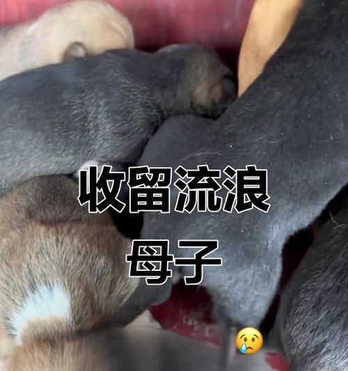 从流浪到幸福家庭，如何正确养育流浪小母狗（解救一只流浪小母狗，改变她的命运，并给予她温暖和关爱）